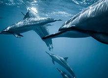 开云APP下载-中甲=重灾区！新疆等5队涉案36人 现役球员42人